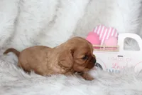 Amour , a male Cavalier King Charles Spaniel for sale in Elkhart, IN – Photo 2 of 8