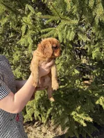 Amour , a male Cavalier King Charles Spaniel for sale in Elkhart, IN – Photo 6 of 8