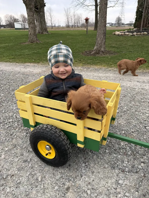 Amour  – Cavalier King Charles Spaniel puppy for sale in Elkhart, IN