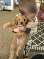 Puppy 1 , a male Cavapoo for sale in Elkhart, IN – 10 of 10