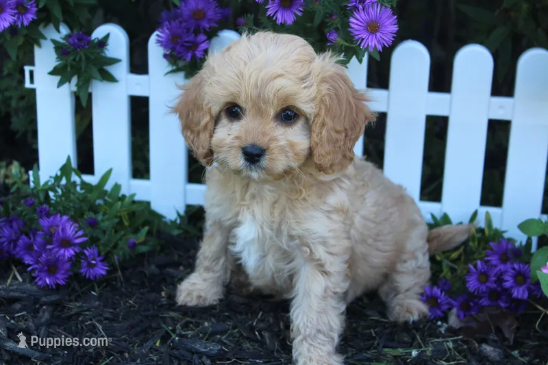 Puppy 4  – Cavapoo puppy for sale in Elkhart, IN