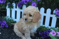 Puppy 4 , a female Cavapoo for sale in Elkhart, IN – 2 of 6