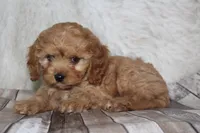 Puppy 2, a male Cavapoo for sale in Elkhart, IN – 6 of 7