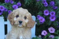 Puppy 5 , a female Cavapoo for sale in Elkhart, IN – 1 of 6