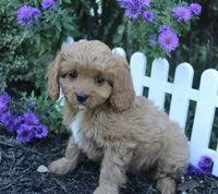 Puppy 3, a female Cavapoo for sale in Elkhart, IN – 5 of 6