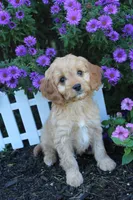 Puppy 5 , a female Cavapoo for sale in Elkhart, IN – 4 of 6