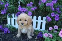 Puppy 4 , a female Cavapoo for sale in Elkhart, IN – 4 of 6