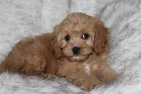 Puppy 1 , a male Cavapoo for sale in Elkhart, IN – 3 of 10