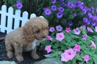 Puppy 3, a female Cavapoo for sale in Elkhart, IN – 6 of 6