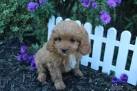 Puppy 3, a female Cavapoo for sale in Elkhart, IN – 3 of 6