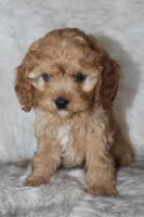 Puppy 2, a male Cavapoo for sale in Elkhart, IN – 3 of 7