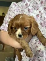 Ari, a female Cavalier King Charles Spaniel for sale in Elkhart, IN – Photo 1 of 6