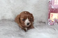 Ari, a female Cavalier King Charles Spaniel for sale in Elkhart, IN – Photo 4 of 6