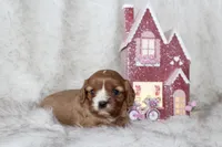 Ari, a female Cavalier King Charles Spaniel for sale in Elkhart, IN – Photo 6 of 6