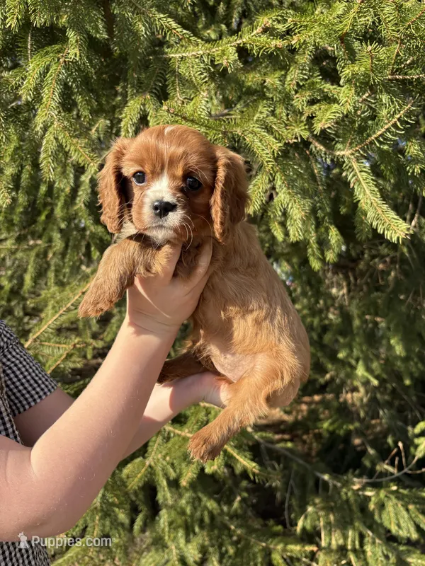 Ari – Cavalier King Charles Spaniel puppy for sale in Elkhart, IN