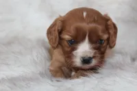 Ari, a female Cavalier King Charles Spaniel for sale in Elkhart, IN – Photo 3 of 6