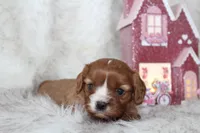 Ari, a female Cavalier King Charles Spaniel for sale in Elkhart, IN – Photo 5 of 6