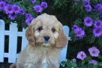 Puppy 5 , a female Cavapoo for sale in Elkhart, IN – 5 of 6