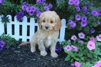 Puppy 5 , a female Cavapoo for sale in Elkhart, IN – 6 of 6