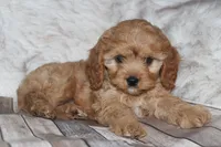 Puppy 2, a male Cavapoo for sale in Elkhart, IN – 4 of 7