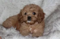Puppy 1 , a male Cavapoo for sale in Elkhart, IN – 6 of 10