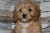 Puppy 1 , a male Cavapoo for sale in Elkhart, IN – 2 of 10