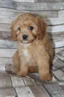 Puppy 1 , a male Cavapoo for sale in Elkhart, IN – 1 of 10