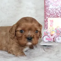 Arrow , a male Cavalier King Charles Spaniel for sale in Elkhart, IN – Photo 6 of 9