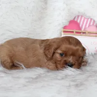 Arrow , a male Cavalier King Charles Spaniel for sale in Elkhart, IN – Photo 7 of 9