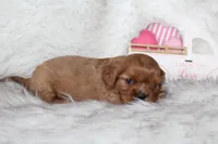 Arrow , a male Cavalier King Charles Spaniel for sale in Elkhart, IN – Photo 5 of 7