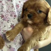 Arrow , a male Cavalier King Charles Spaniel for sale in Elkhart, IN – Photo 3 of 9