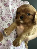 Arrow , a male Cavalier King Charles Spaniel for sale in Elkhart, IN – Photo 1 of 7