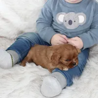 Arrow , a male Cavalier King Charles Spaniel for sale in Elkhart, IN – Photo 8 of 9