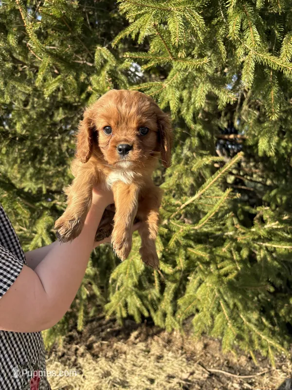 Arrow  – Cavalier King Charles Spaniel puppy for sale in Elkhart, IN