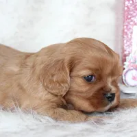 Arrow , a male Cavalier King Charles Spaniel for sale in Elkhart, IN – Photo 9 of 9