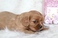 Arrow , a male Cavalier King Charles Spaniel for sale in Elkhart, IN – Photo 4 of 7