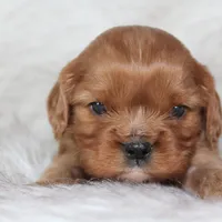Arrow , a male Cavalier King Charles Spaniel for sale in Elkhart, IN – Photo 4 of 9
