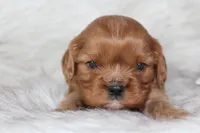 Arrow , a male Cavalier King Charles Spaniel for sale in Elkhart, IN – Photo 2 of 7