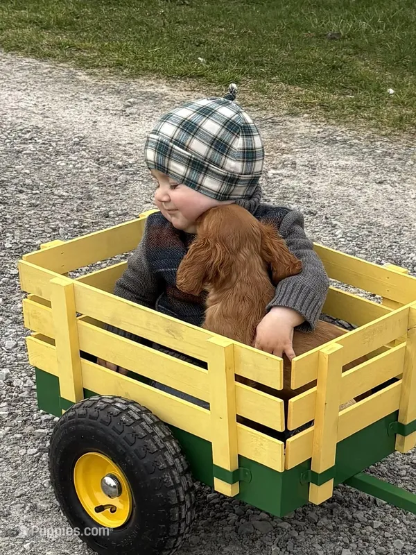 Arrow  – Cavalier King Charles Spaniel puppy for sale in Elkhart, IN