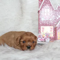 Arrow , a male Cavalier King Charles Spaniel for sale in Elkhart, IN – Photo 5 of 9