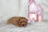 Arrow , a male Cavalier King Charles Spaniel for sale in Elkhart, IN – Photo 6 of 7