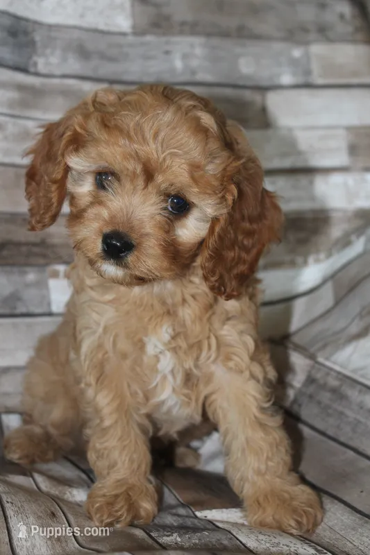 Puppy 2 – Cavapoo puppy for sale in Elkhart, IN