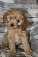 Puppy 2, a male Cavapoo for sale in Elkhart, IN – 1 of 7