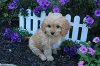 Puppy 4 , a female Cavapoo for sale in Elkhart, IN – 3 of 6