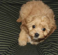 Puppy 1 , a male Cavapoo for sale in Elkhart, IN – 4 of 10