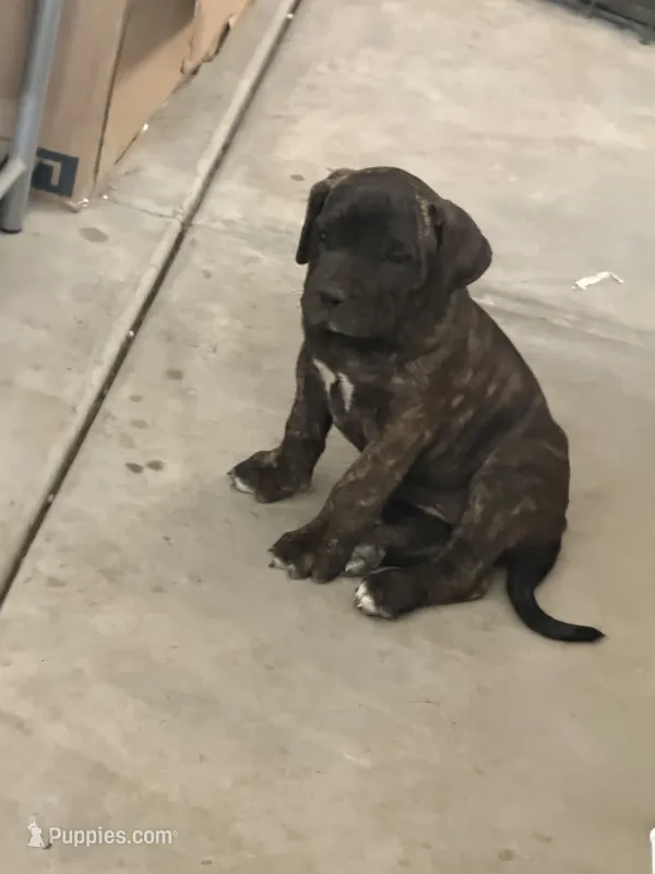 Dutches  – Perro de Presa Canario puppy for sale in Rancho Cucamonga, CA