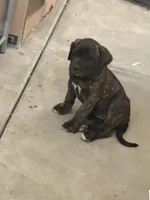 Dutches , a female Perro de Presa Canario for sale in Rancho Cucamonga, CA – 1 of 1