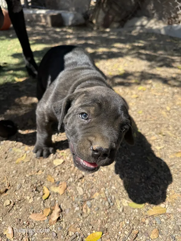 Missy  – Perro de Presa Canario puppy for sale in Rancho Cucamonga, CA