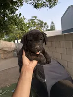 Vixen , a female Perro de Presa Canario for sale in Rancho Cucamonga, CA – 4 of 4