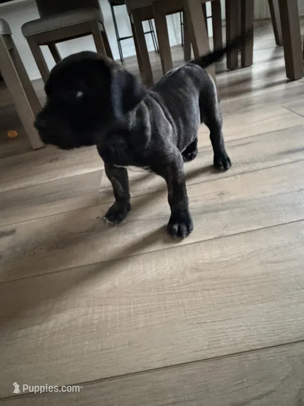 Vixen  – Perro de Presa Canario puppy for sale in Rancho Cucamonga, CA